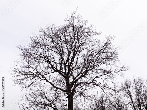 Bare tree on a white background. Silhouette against the sky.