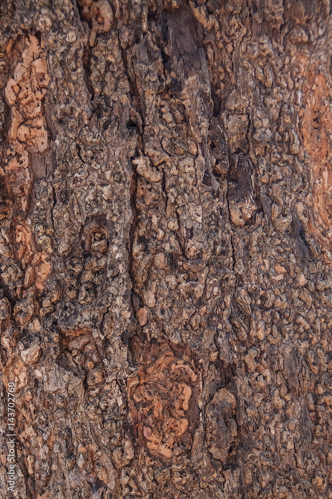 Brown bark of old tree background Brown bark of old tree background