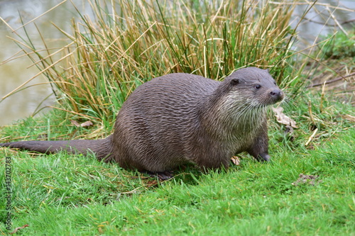 Otter on Riverbank © Steve Simmons UK