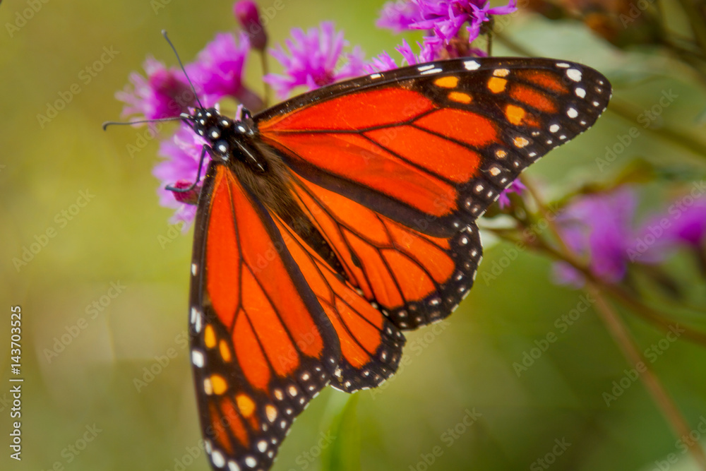 Fototapeta premium Monarch Butterfly