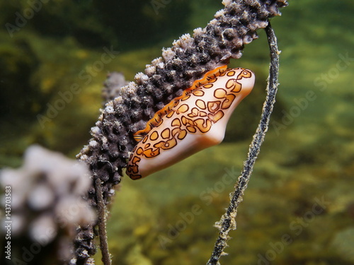 Sea life, a flamingo tongue snail, Cyphoma gibbosum, on sea plume coral underwater in the Caribbean sea
 photo