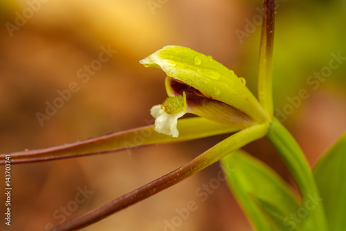 Wildflower Whorled Pogonia