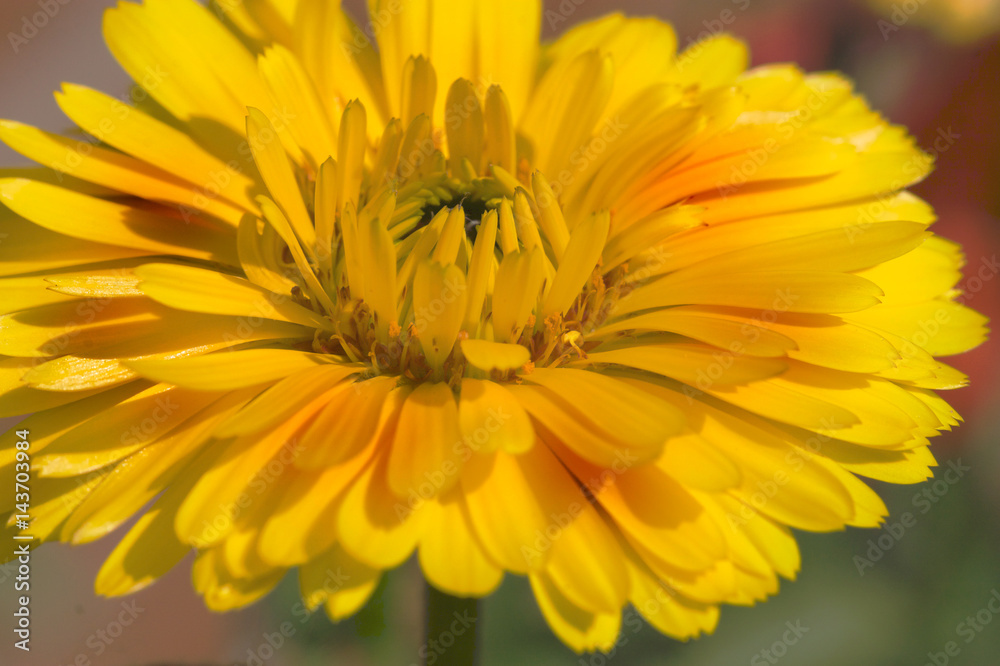 Yellow Flower Close up Yellow Flower Close up