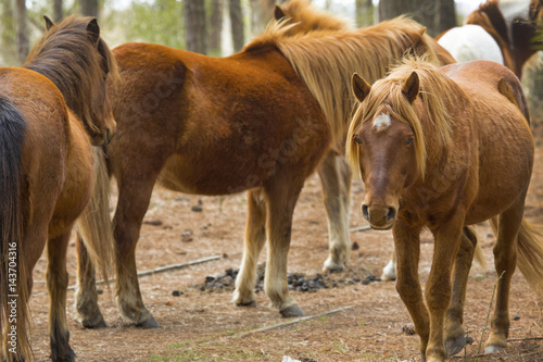 Band of wild horses in woods on Assateague Island, Maryland.