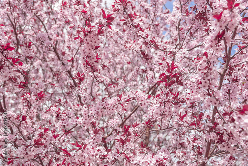 Fototapeta Naklejka Na Ścianę i Meble -  Blooming tree with pink flowers.