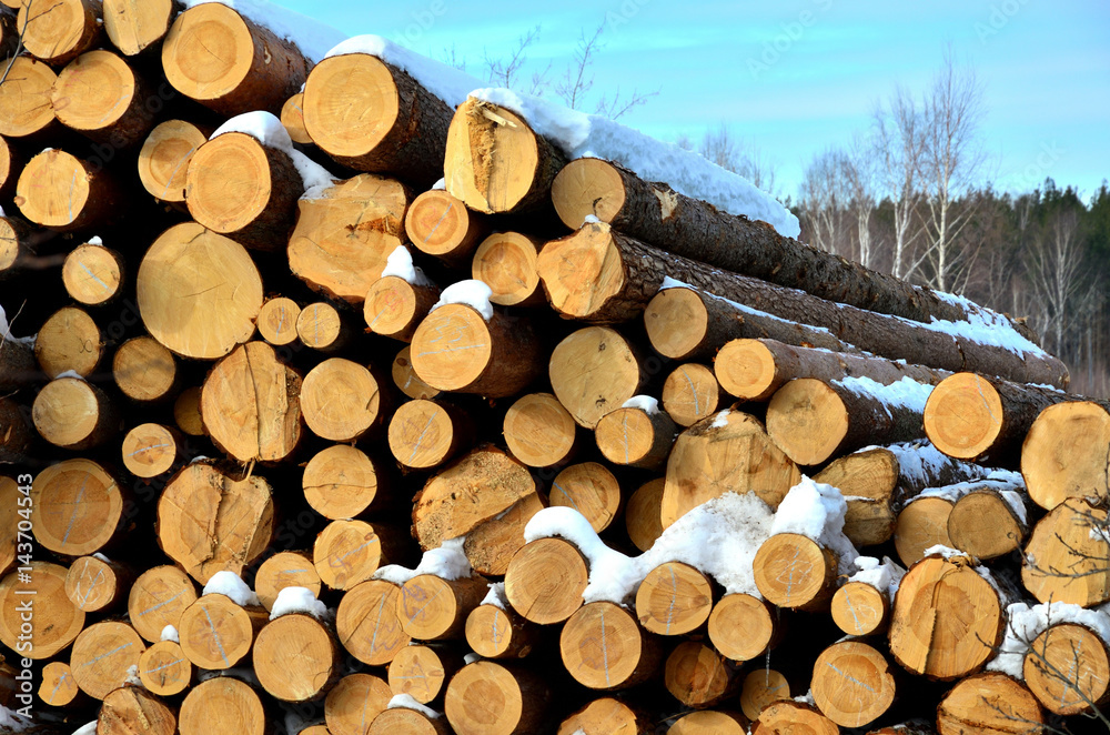 Forest pine trees log trunks felled by the logging timber industry. stacks of wood.
