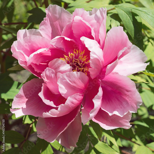 Paeonia suffruticosa pink flower