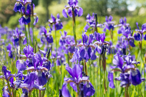 Fototapeta Naklejka Na Ścianę i Meble -  Flower blue irises