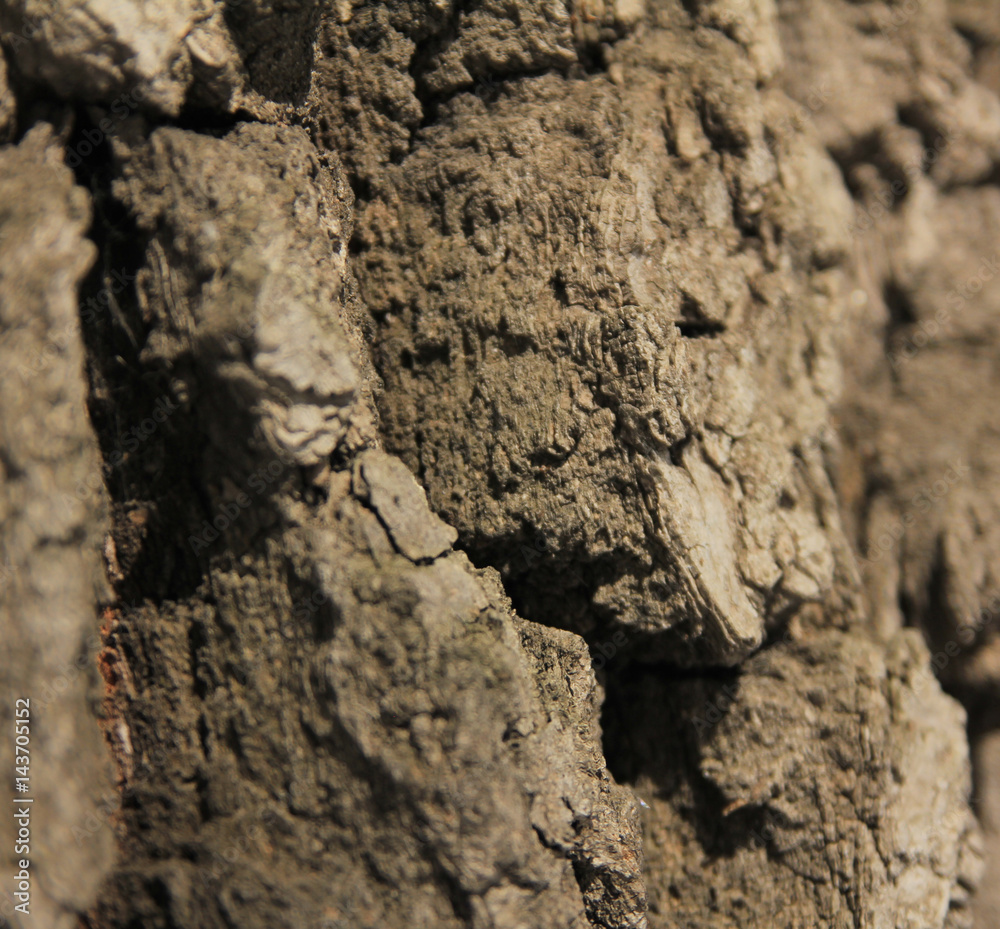bark of oak tree bark of oak tree