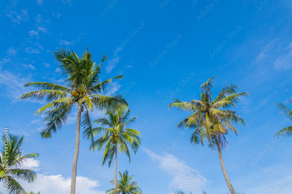 Coconut tree over blue sky .