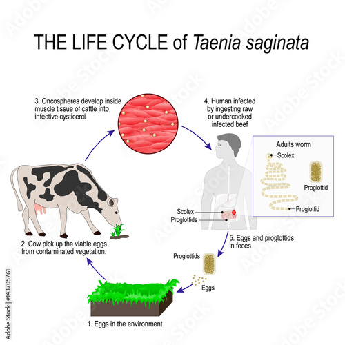 the life cycle of taenia saginata or beef tapeworm photo