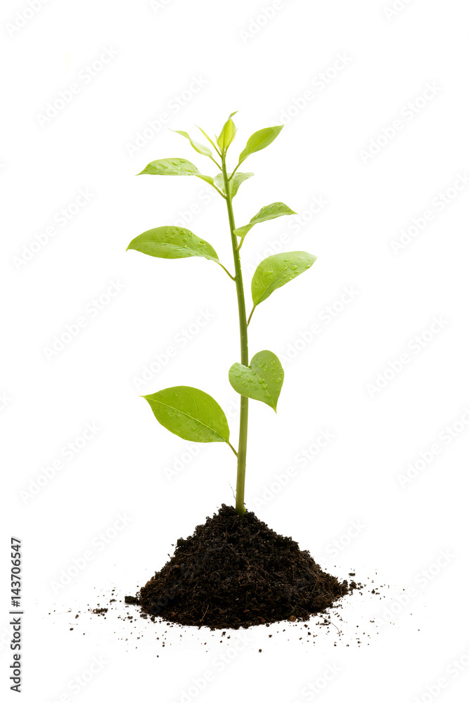 green small tree ground isolated white background