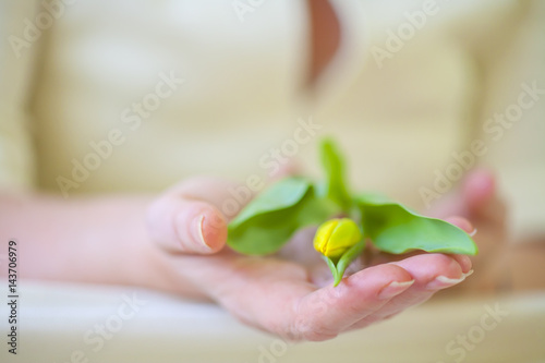 yellow tulip in hands