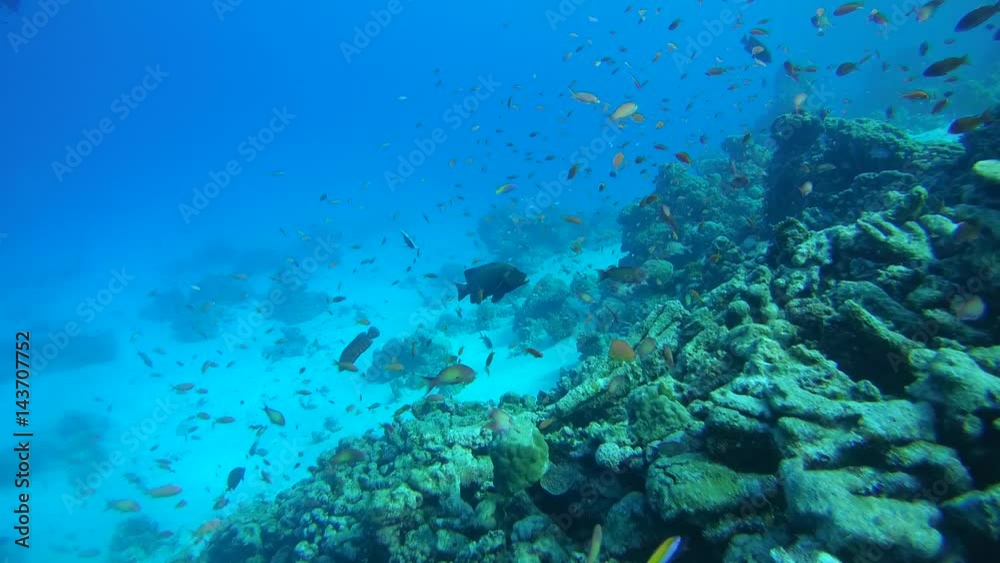 school of bright tropical fish over a coral reef, Indian Ocean, Maldives
school of bright tropical fish over a coral reef, Indian Ocean, Maldives