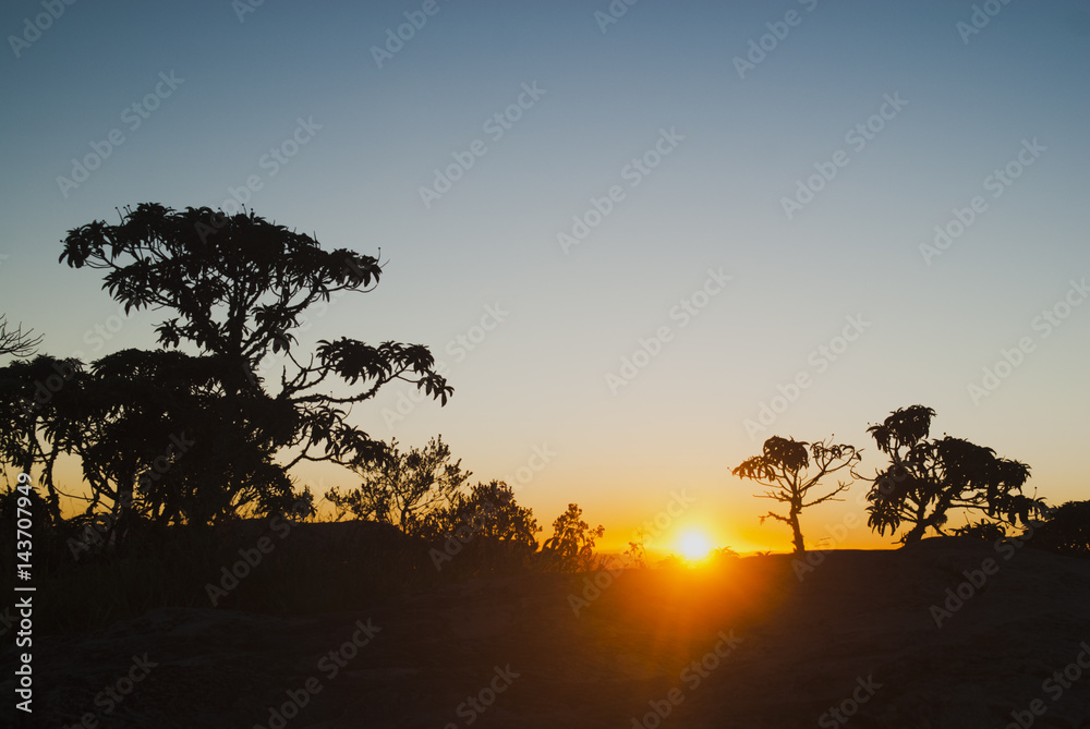 Trees silhouettes at sunrise in Brazil