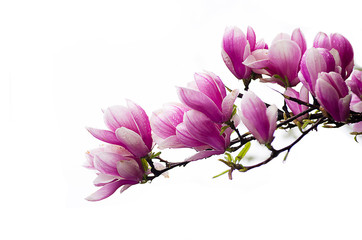 Keuken achterwand Magnolia Grote tere magnoliabloemen aan tak  © galyna0404