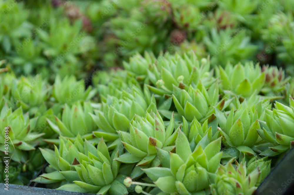 plante succulente texture plante succulente texture