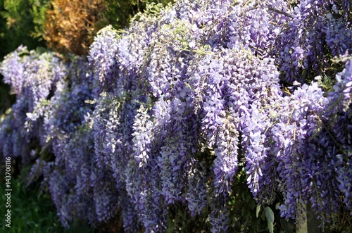 glycine de chine  wisteria