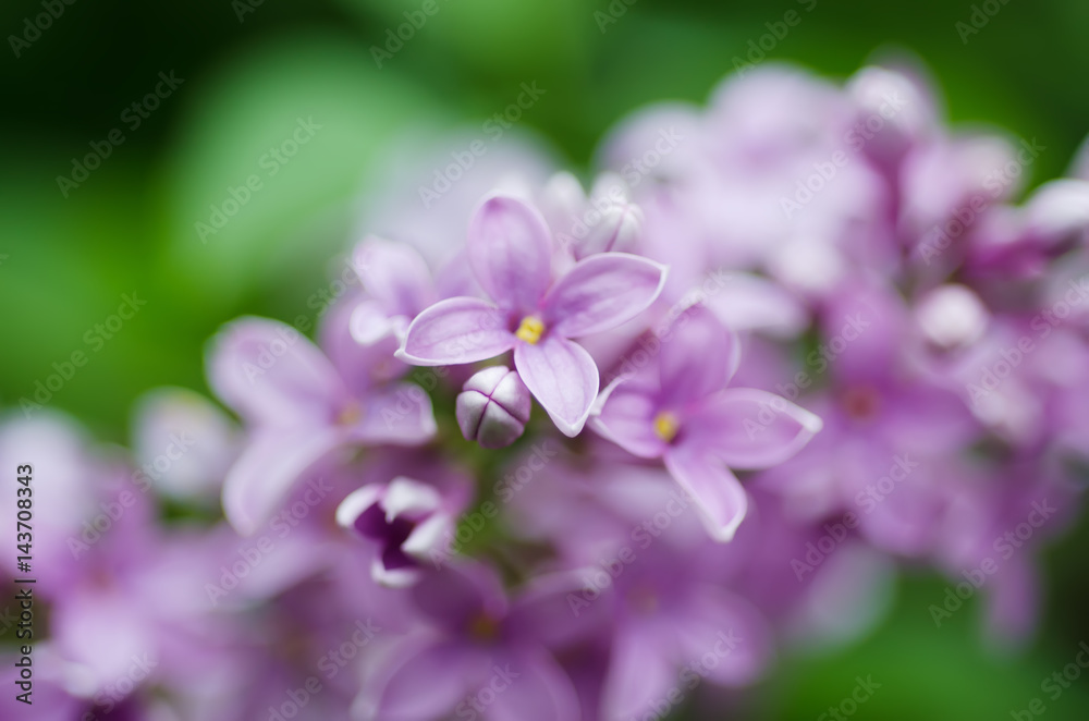 Branch of lilac flowers, floral natural macro background, soft focus