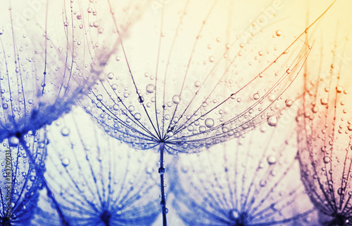  dandelion flower background