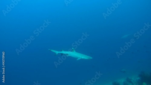 Wallpaper Mural whitetip reef shark (Triaenodon obesus) In blue water over coral reef, Indian Ocean, Maldives
 Torontodigital.ca