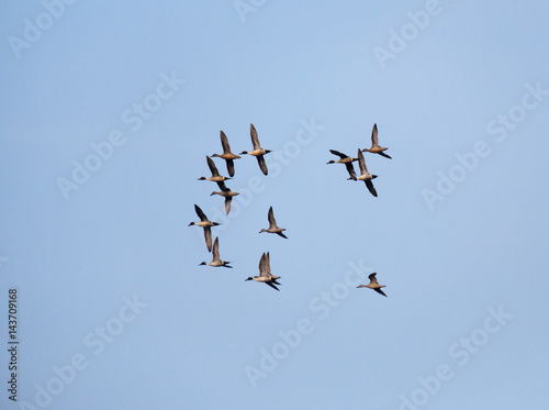 a flock of wild ducks in the blue sky