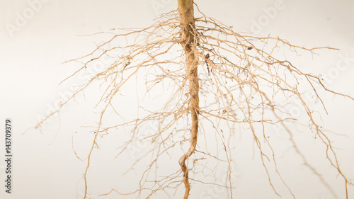 Close up of roots tree