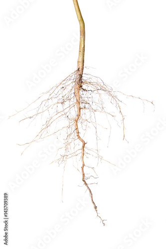 Close up of roots tree