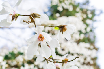 Keuken achterwand Magnolia Witte magnolia in stadspark  © artifirsov