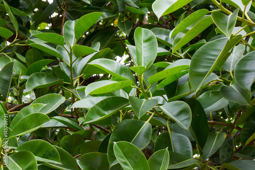 Ficus leaves texture green detail. Ficus background