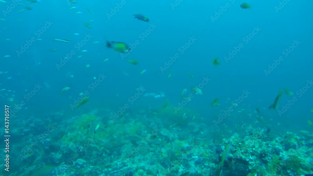 Giant oceanic manta ray (Manta birostris) swim in the blue water, Indian Ocean, Maldives
Giant oceanic manta ray (Manta birostris) swim in the blue water, Indian Ocean, Maldives