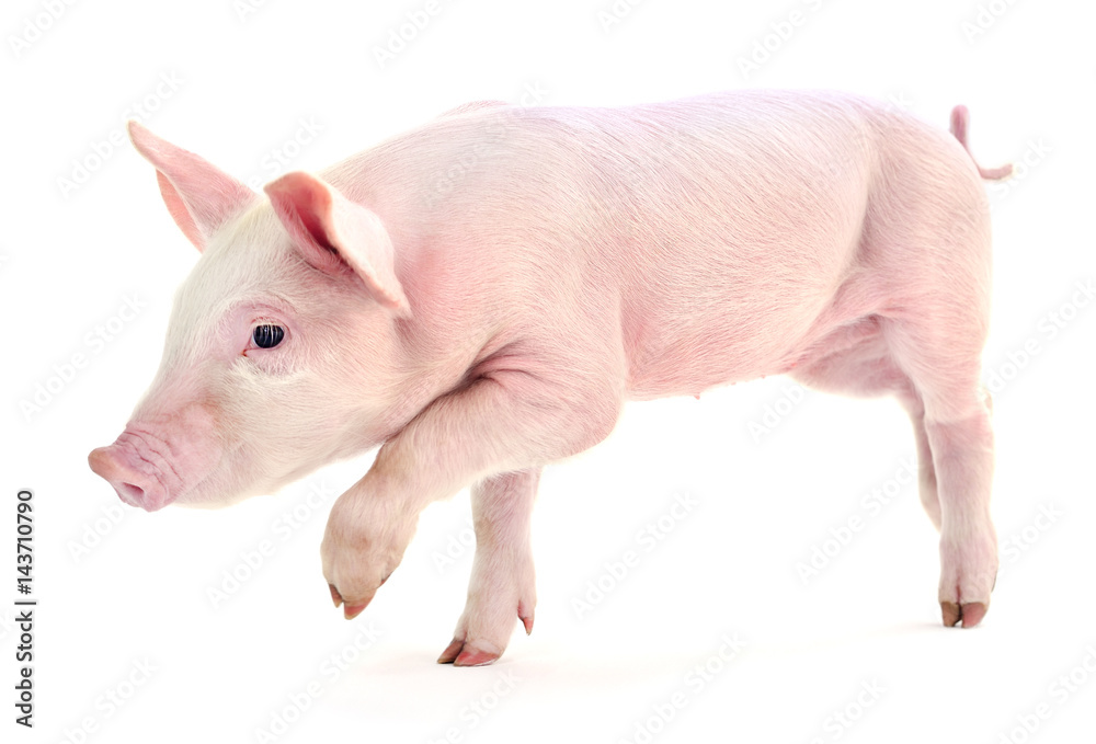 Pig on white.