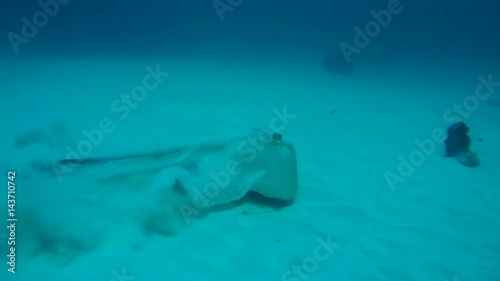 Сowtail Weralli stingray (Pastinachus sephen) floats over the sandy bottom, Indian Ocean, Maldives
 photo