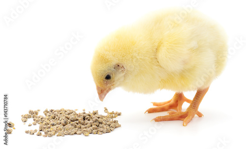 Baby chicken having a meal.