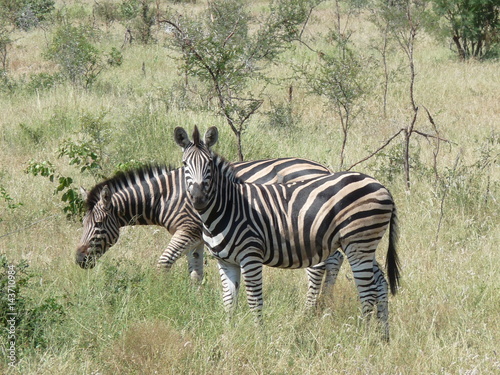 Aufmerksames Zebra