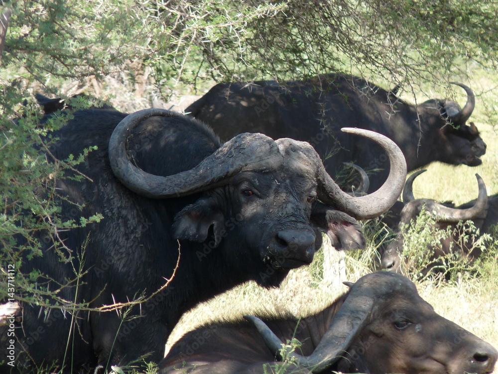 Obraz premium Chilling in the shade