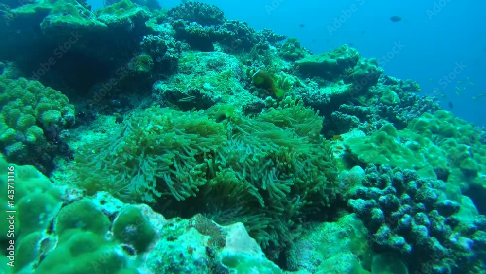 Two Maldive anemonefish (Amphiprion nigripes) float in the current above the anemone, Indian Ocean, Maldives
Two Maldive anemonefish (Amphiprion nigripes) float in the current above the anemone, Indian Ocean, Maldives