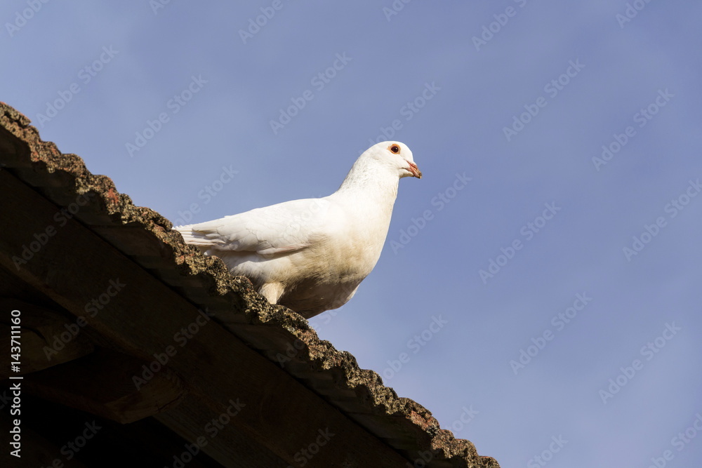 White dove sits on old roofing tiles White dove sits on old roofing tiles