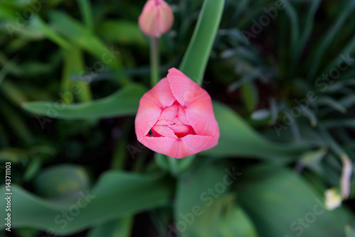 pink tulip overhead view closeup photo