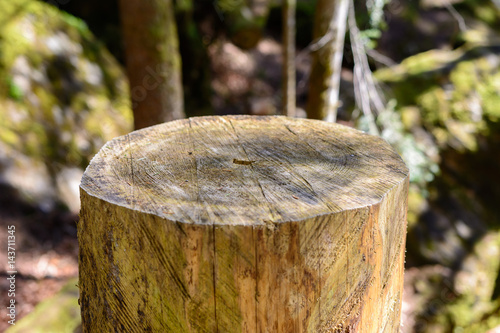 Holz-Struktur im Baumstamm 