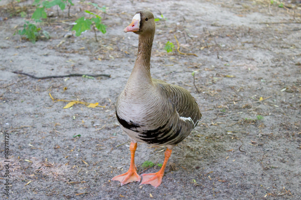 Fototapeta premium Goose