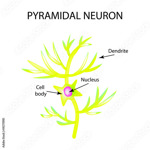 The structure of the pyromidal neuron. Nerve cell. Infographics. Vector illustration on isolated background photo