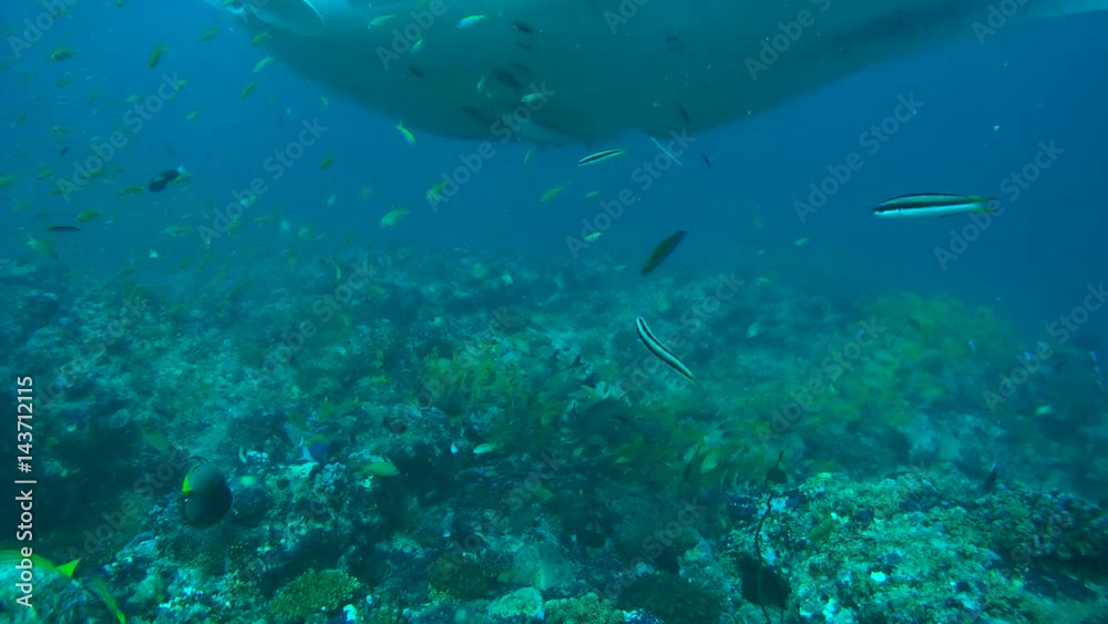 Giant oceanic manta ray (Manta birostris) swim in the blue water, Indian Ocean, Maldives
