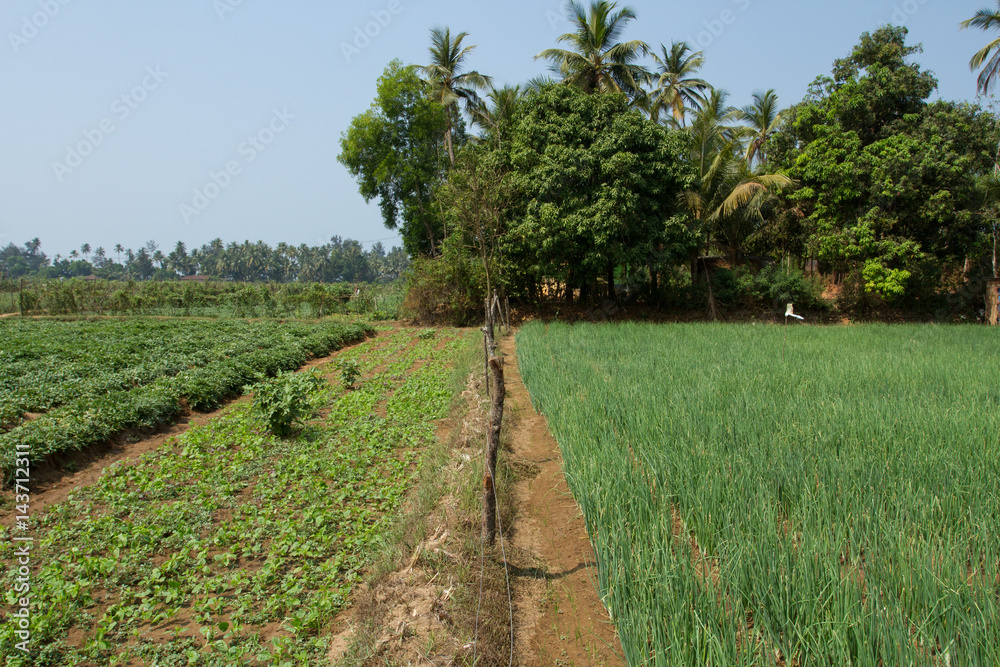 Naklejka premium Modern vegetable gardens in India.