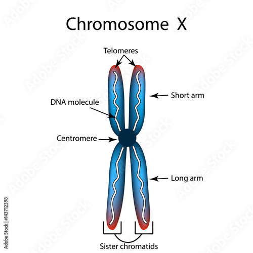 The structure of the chromosome. Infographics. Vector illustration on isolated background.