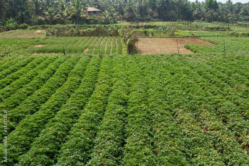 The endless field of sweet potatoes in southern India
