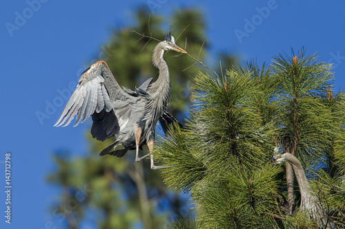 Heron landing in tree.