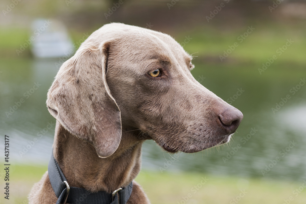 Concentrating Canine
