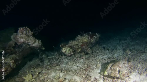 Bigeye trevally (Caranx sexfasciatus) and Whitetip reef shark (Triaenodon obesus) hunt at night, Indian Ocean, Maldives
 photo