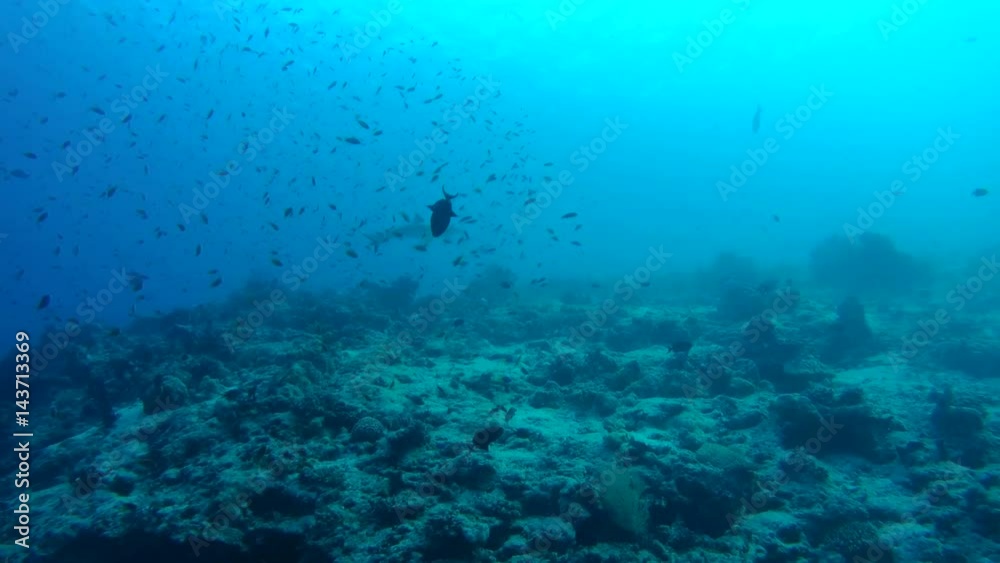 school of fish Gray reef shark (Carcharhinus amblyrhynchos) and red-toothed triggerfish (Odonus niger) in blue water near coral reef, Indian Ocean, Maldives
